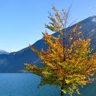 Herbst am Achensee