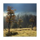 Herbst am Ahornboden