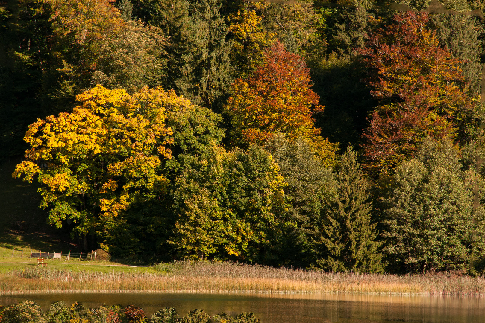 Herbst am Alatsee