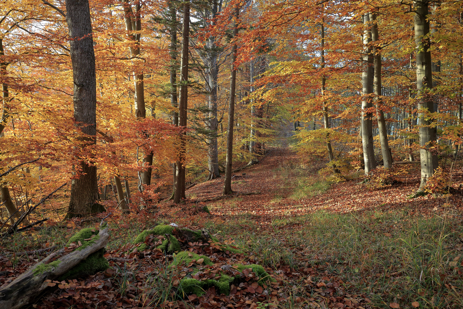 Herbst am Albrand