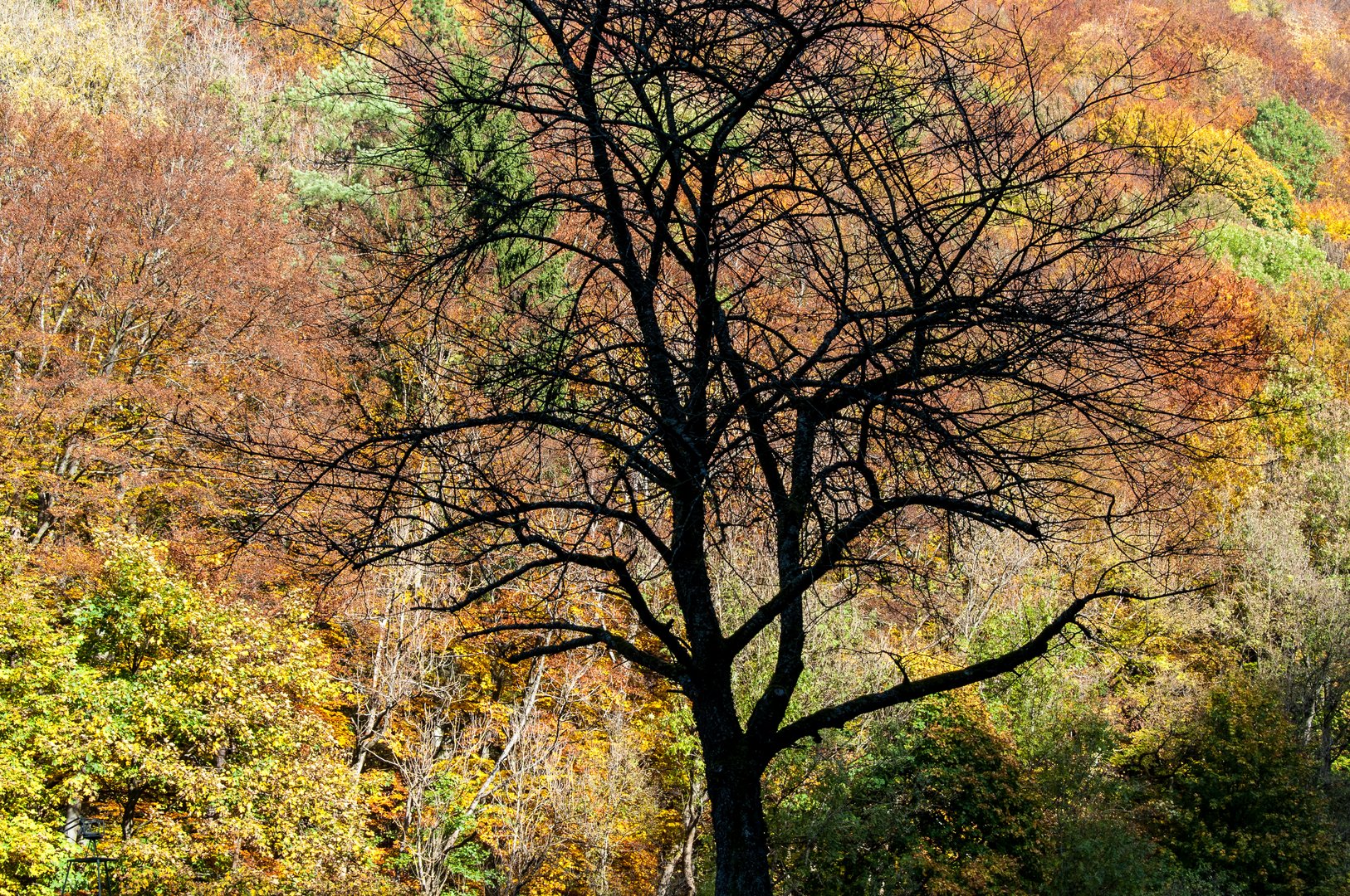 Herbst am Albtrauf