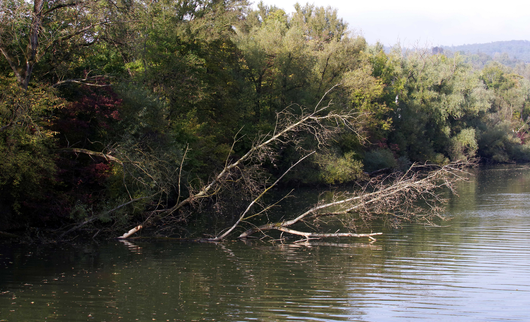 ...Herbst am alten Neckar