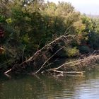 ...Herbst am alten Neckar