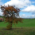 Herbst am alten Obstbaum 