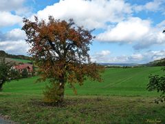 Herbst am alten Obstbaum 