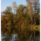 Herbst am Alten Rhein