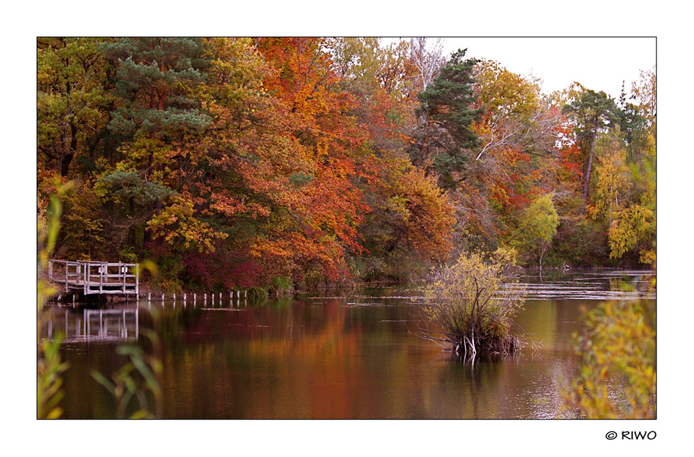 Herbst am Altrhein.......