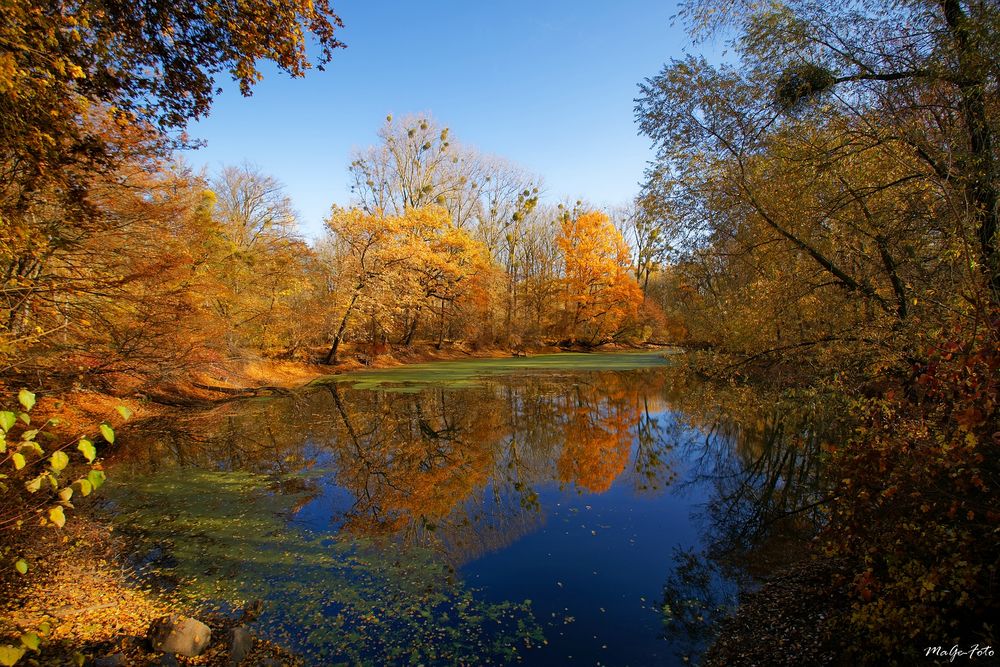 Herbst am Altrhein