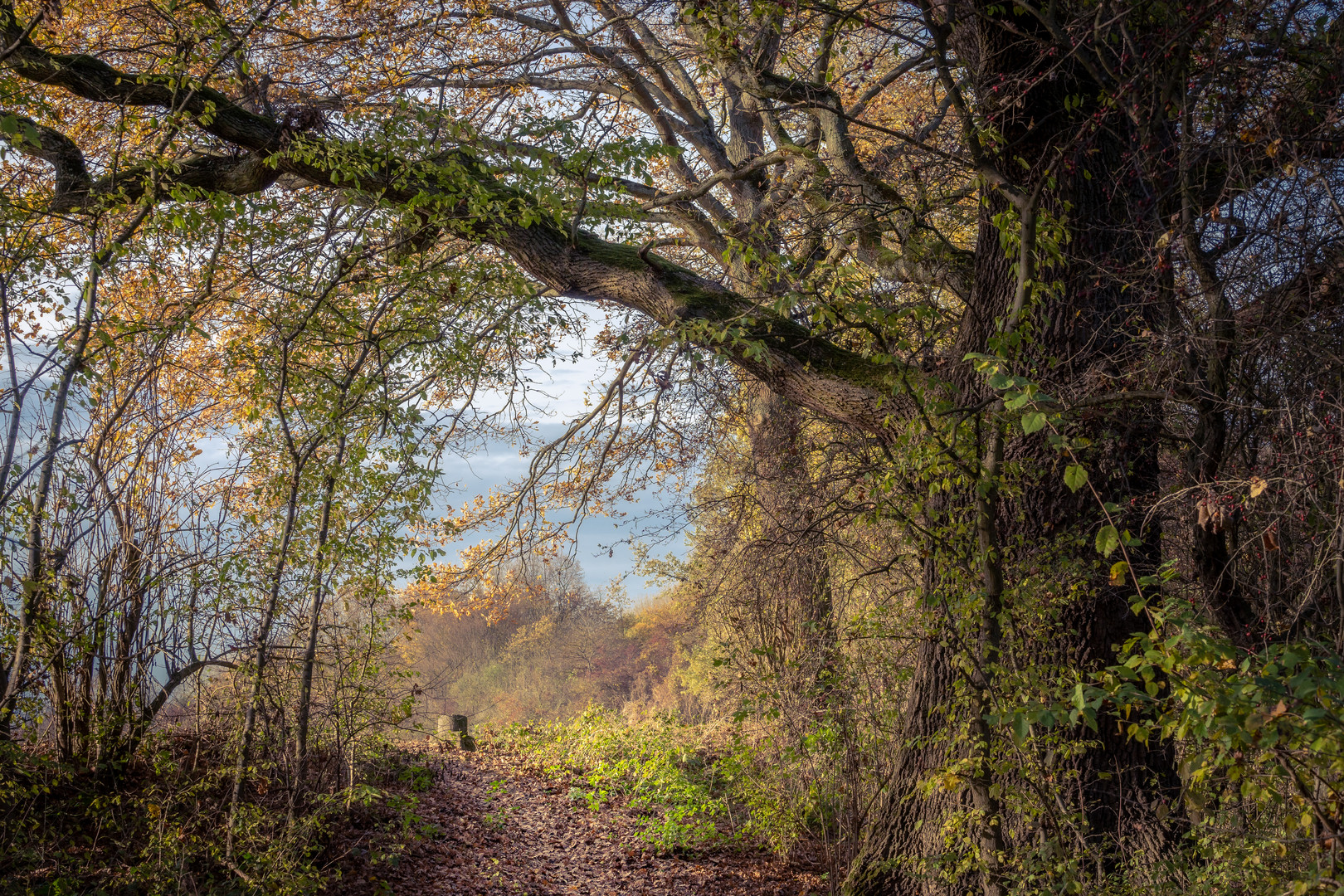 Herbst am Altrhein