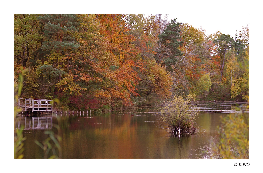 Herbst am Altrhein habe ich vor 2 Wochen aufgenommen.........