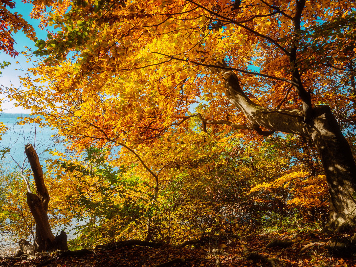 Herbst am Ammersee