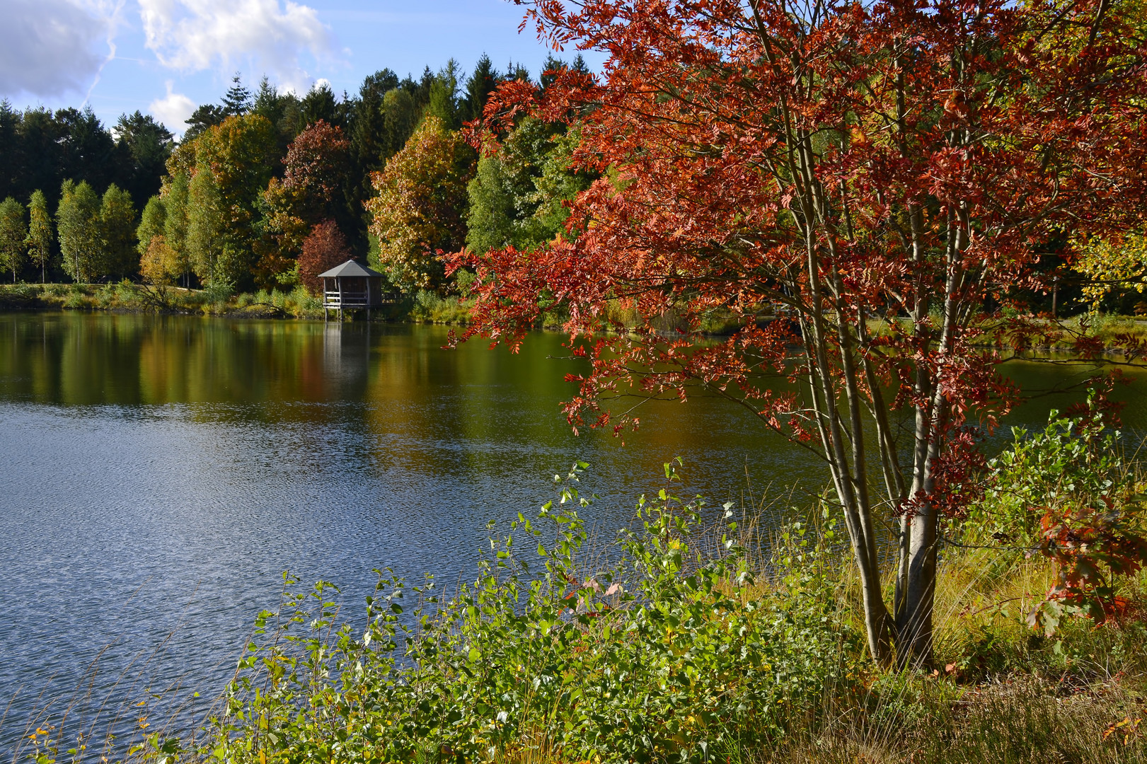 °Herbst am Angelbeckteich°