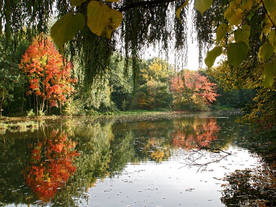 Herbst am Angelteich