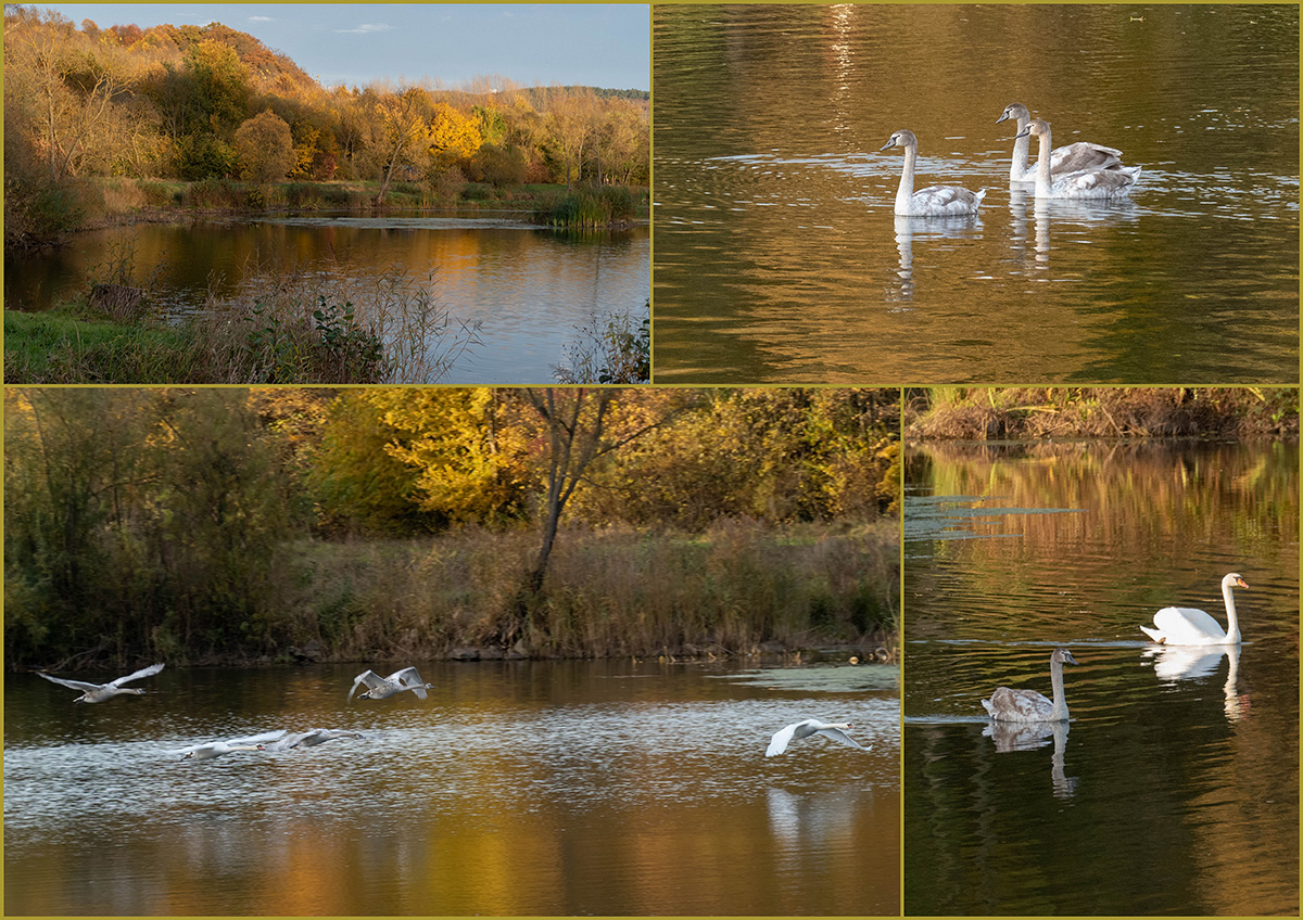 Herbst am Angelteich