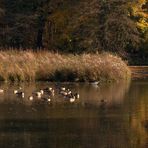 Herbst am Aprather Mühlenteich