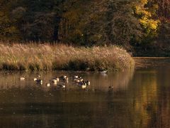 Herbst am Aprather Mühlenteich