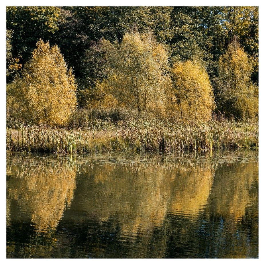 Herbst am Aprather Mühlenteich