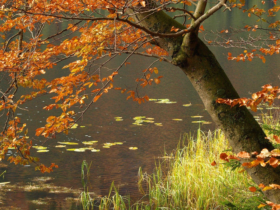 Herbst am Arbersee