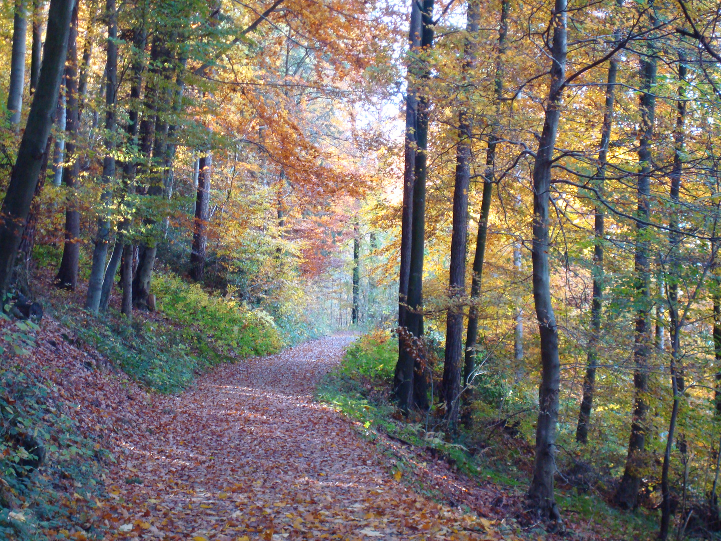 Herbst am Ardetzenberg