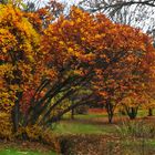 Herbst am Attersee