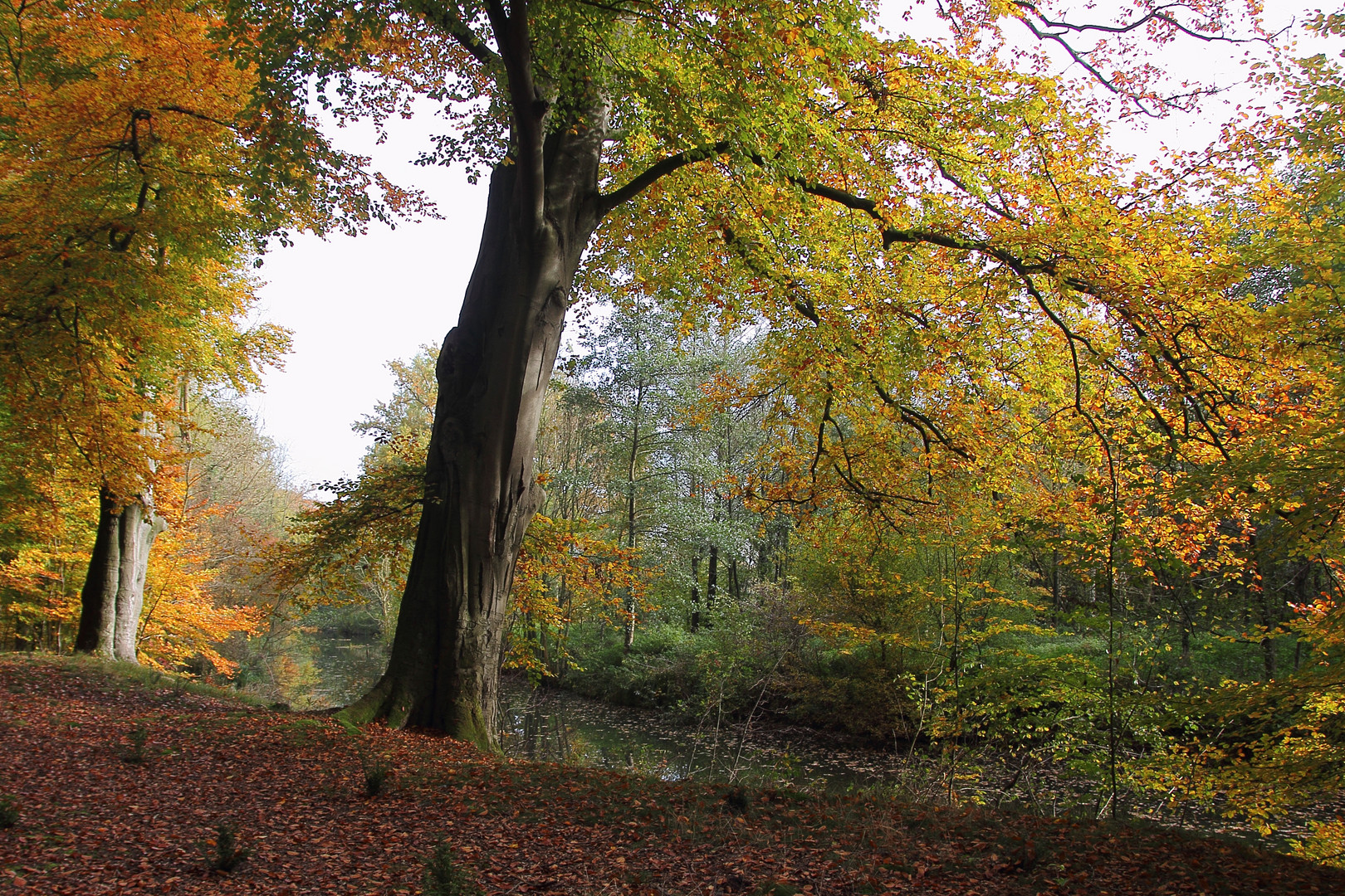 Herbst am Bach