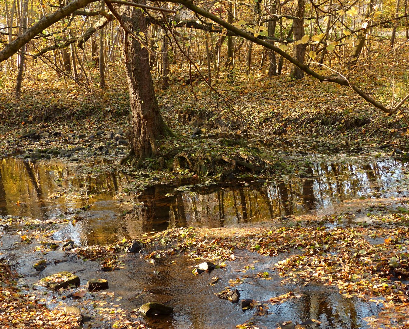 Herbst am Bach (2)