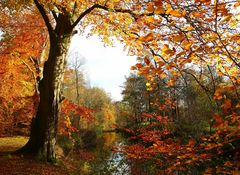 Herbst am Bach