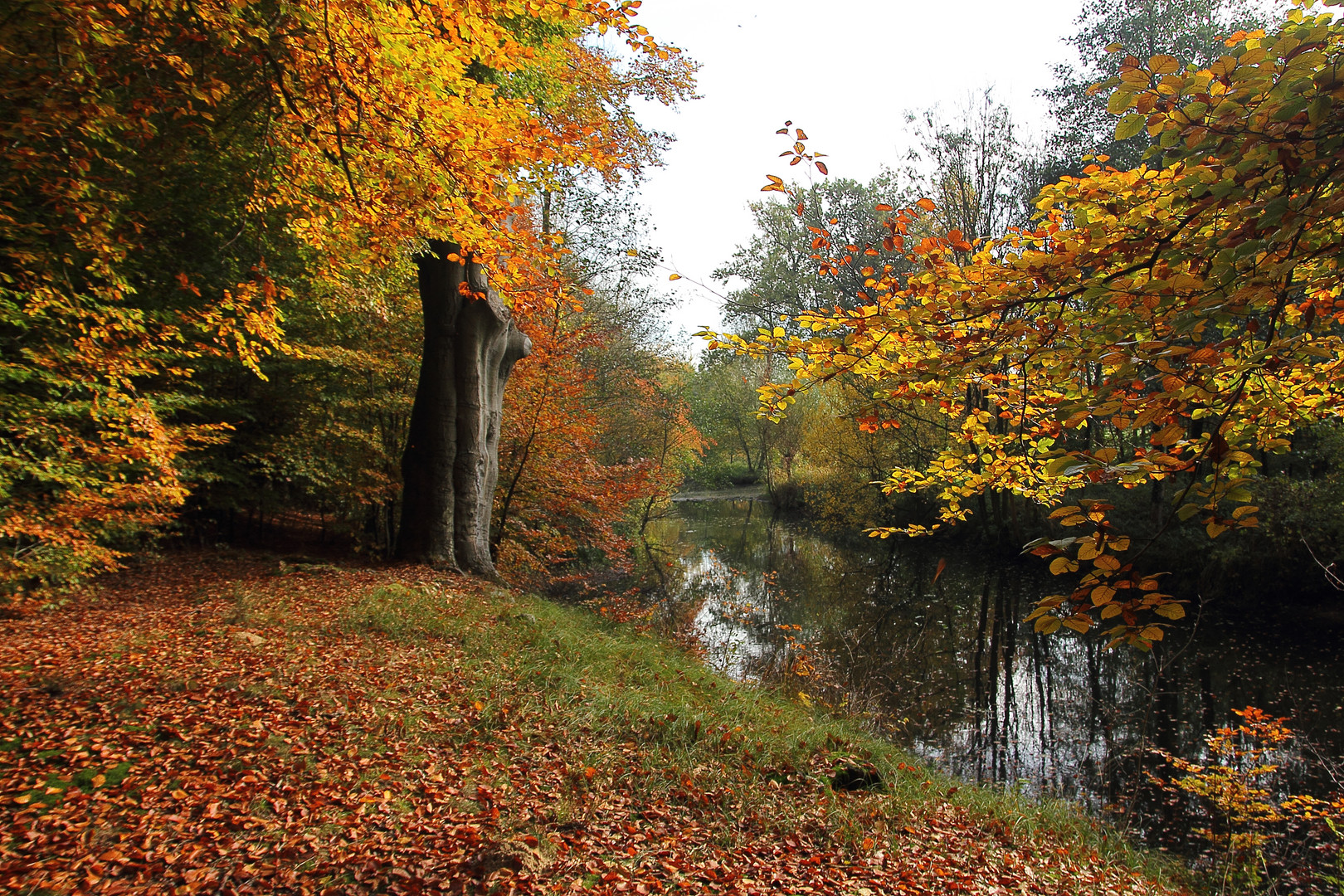 Herbst am Bach