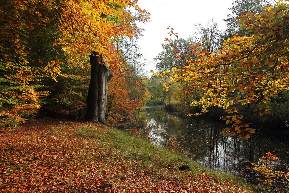 Herbst am Bach