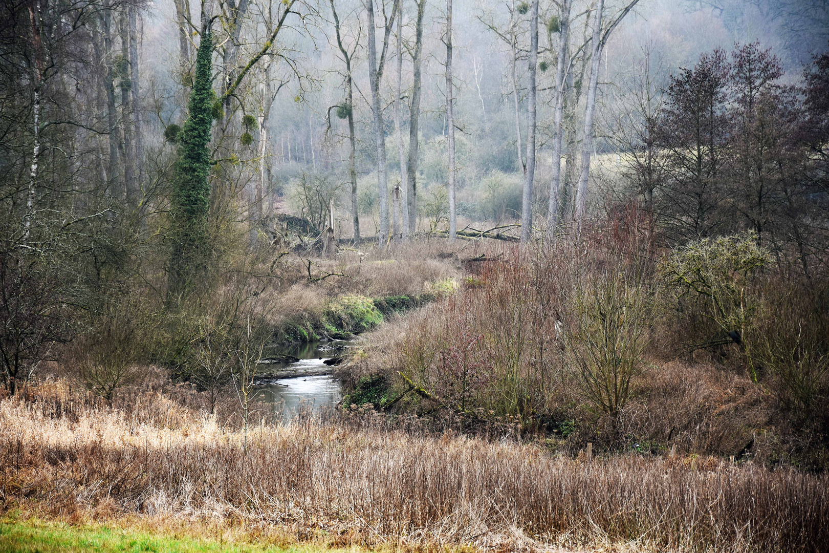 Herbst am Bachlauf