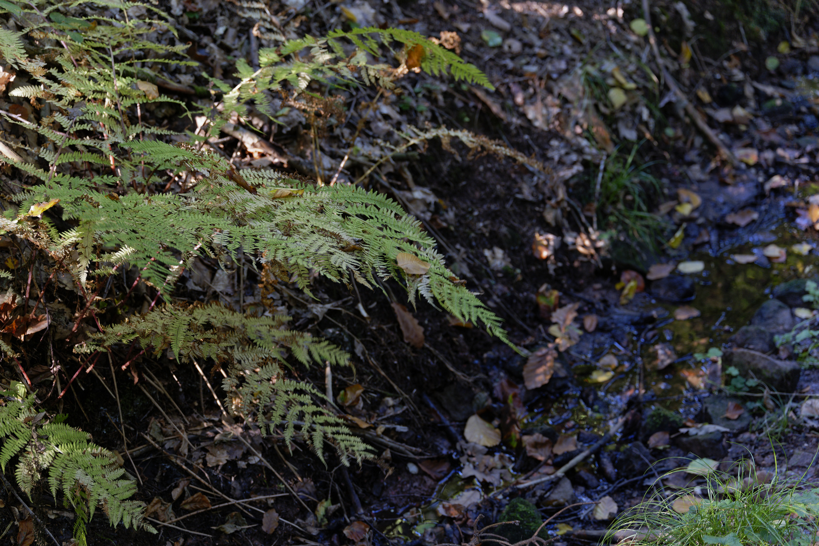 Herbst am Bachlauf