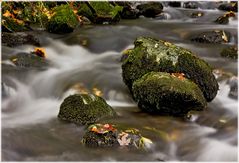 Herbst am Bachlauf