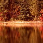 Herbst am Baggersee