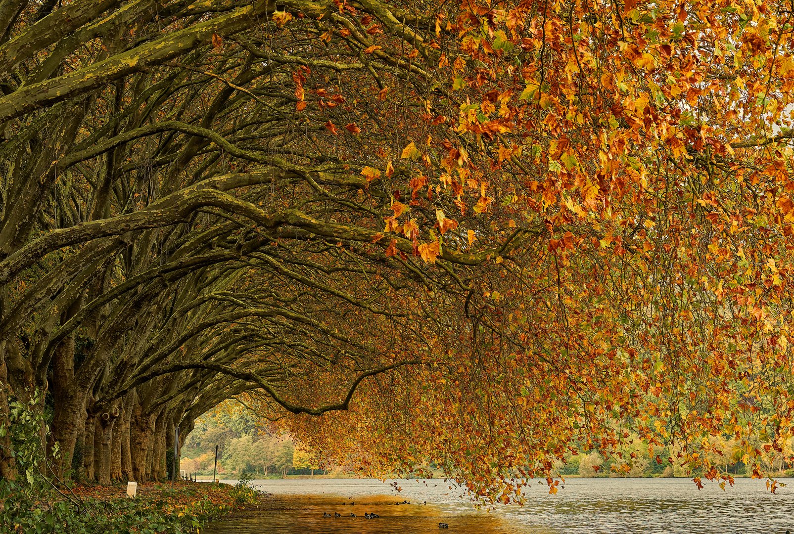 Herbst am Baldeney-See