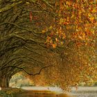 Herbst am Baldeney-See