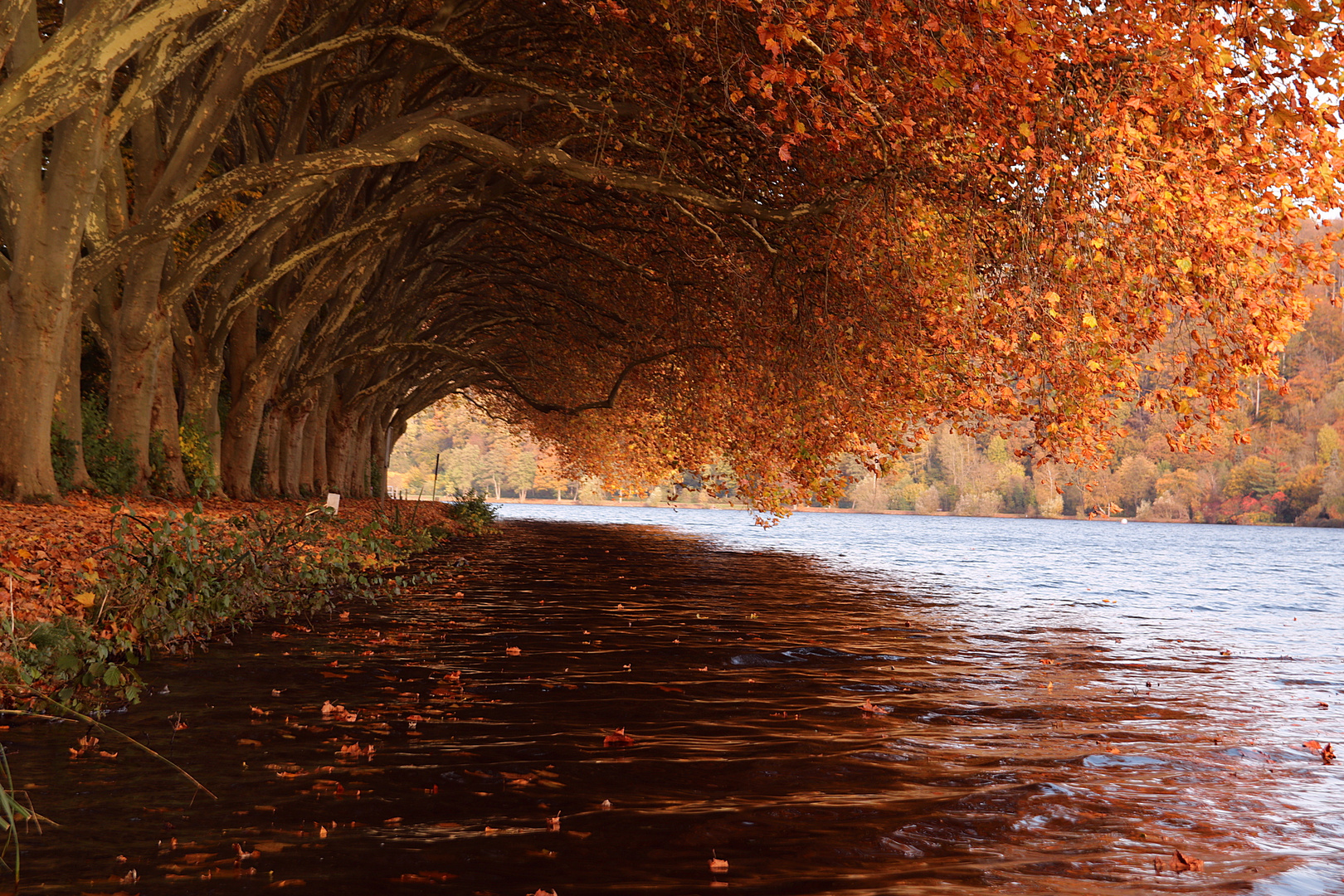 Herbst am Baldeneysee