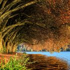 Herbst am Baldeneysee in Essen