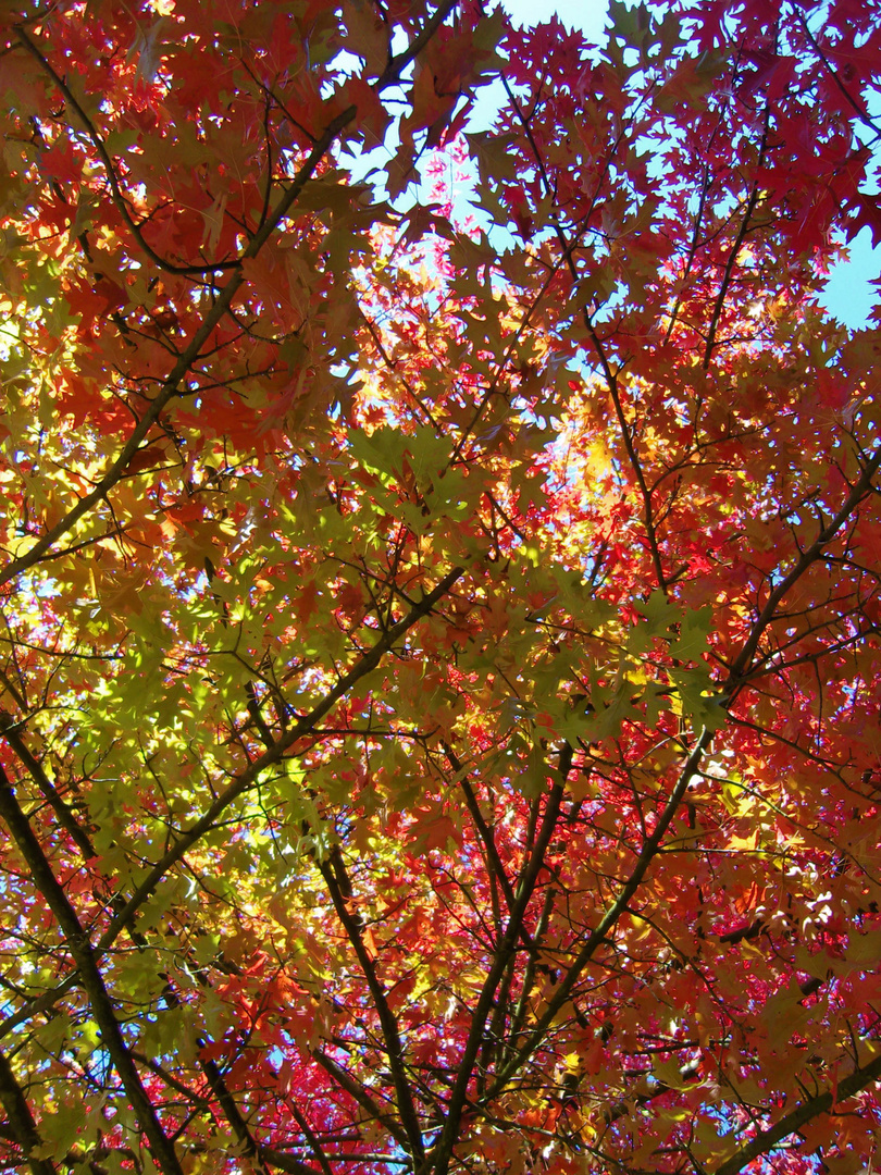 Herbst am Baum