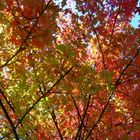 Herbst am Baum