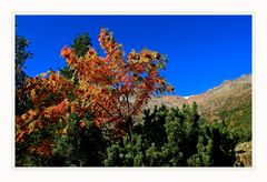 Herbst am Berg