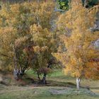 Herbst am Berg