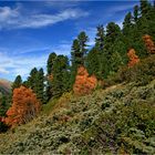 Herbst am Berg