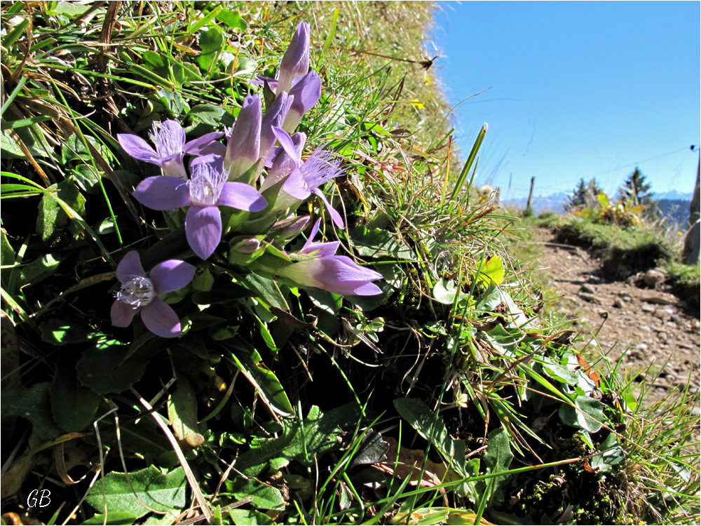 Herbst am Berg