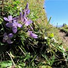 Herbst am Berg