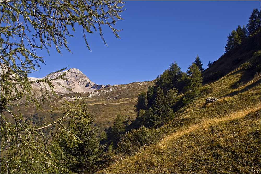 Herbst am Berg im Pfitschertal