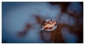 Herbst am Berglsteinersee by Torsten Muehlbacher 