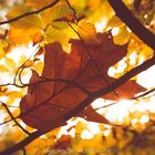 Herbst am Bergsee 