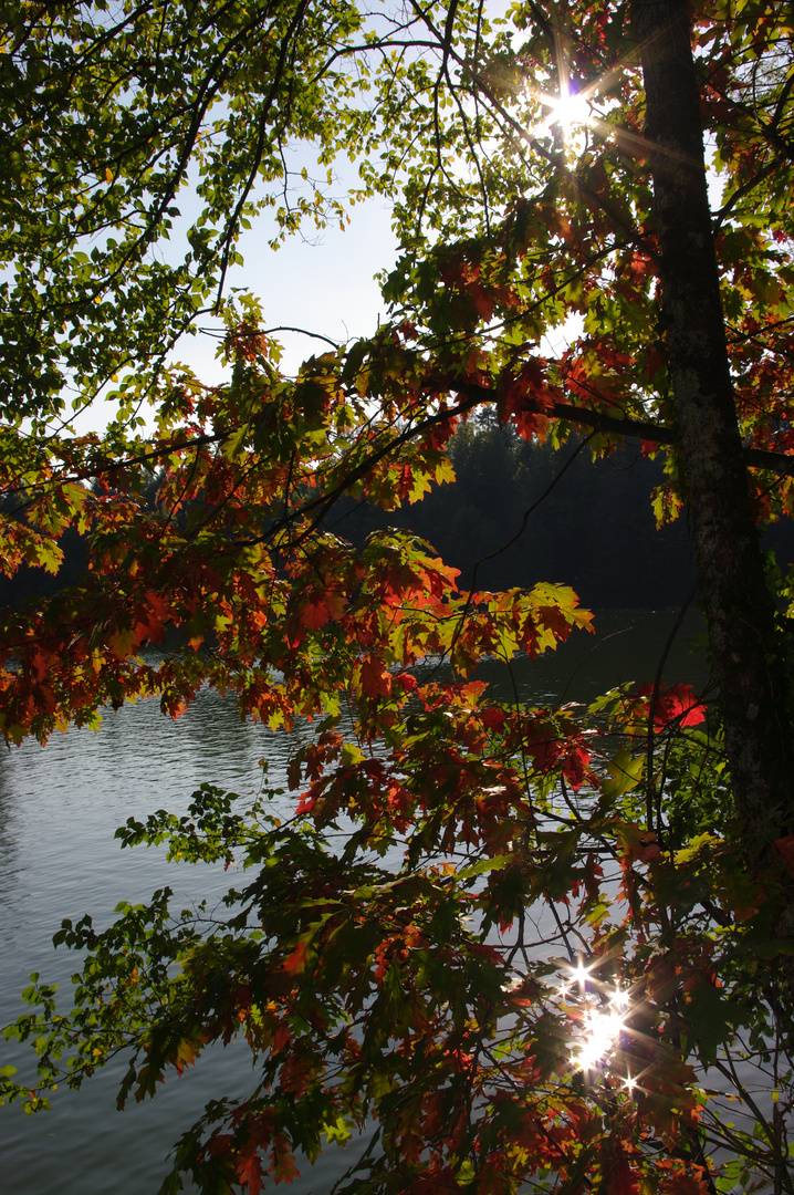 Herbst am Bergsee Bad Säckingen