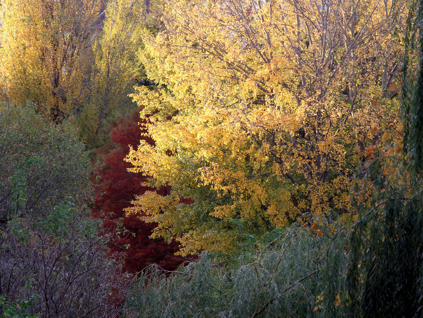 Herbst am Berliner Litzensee