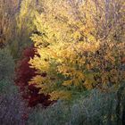 Herbst am Berliner Litzensee